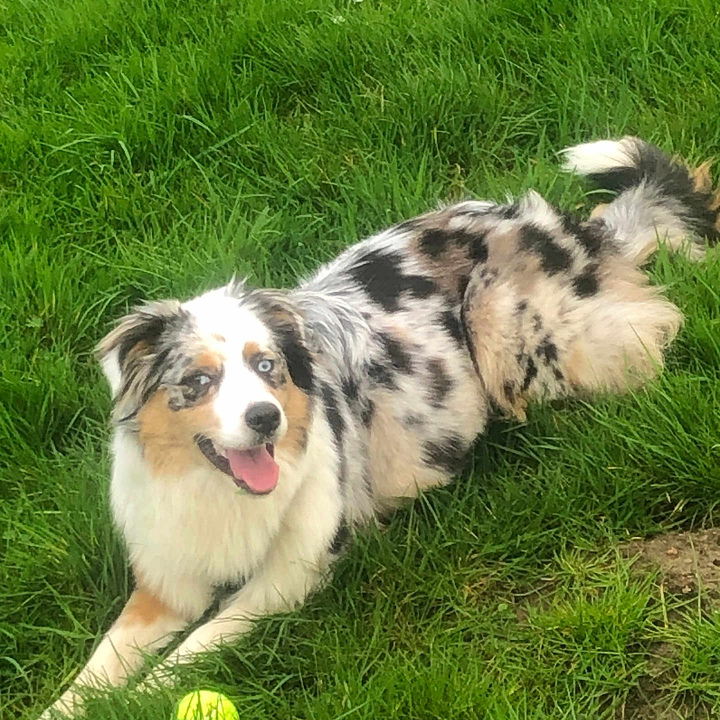 Anouchka a rejoint le concours — aidez-le/la à gagner de superbes lots ! dog, puppy, blue_merle, australian_shepherd, long_hair, fluffy, tongue_out, happy, lying_down, grass, lawn, outdoors, tennis_ball, greenery, white_flowers, pet, animal, playful, portrait, garden