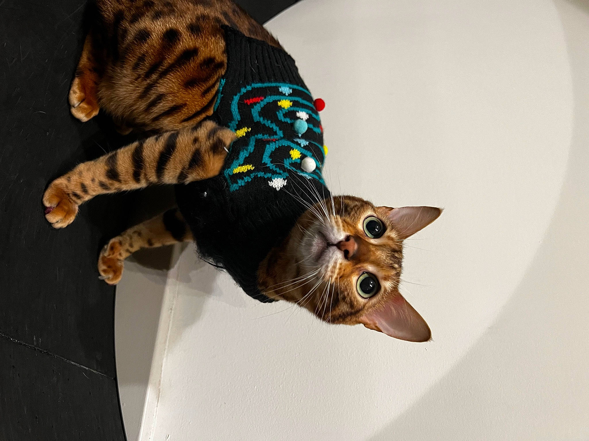 Kitkat is registered to the contest to win money with this photo: art, canidae, carnivore, cat, claw, domestic_short_haired_cat, eyewear, fashion_accessory, fawn, felidae, fur, hat, sleeve, small_to_medium_sized_cats, snout, sunglasses, tail, toy, whiskers, wildlife