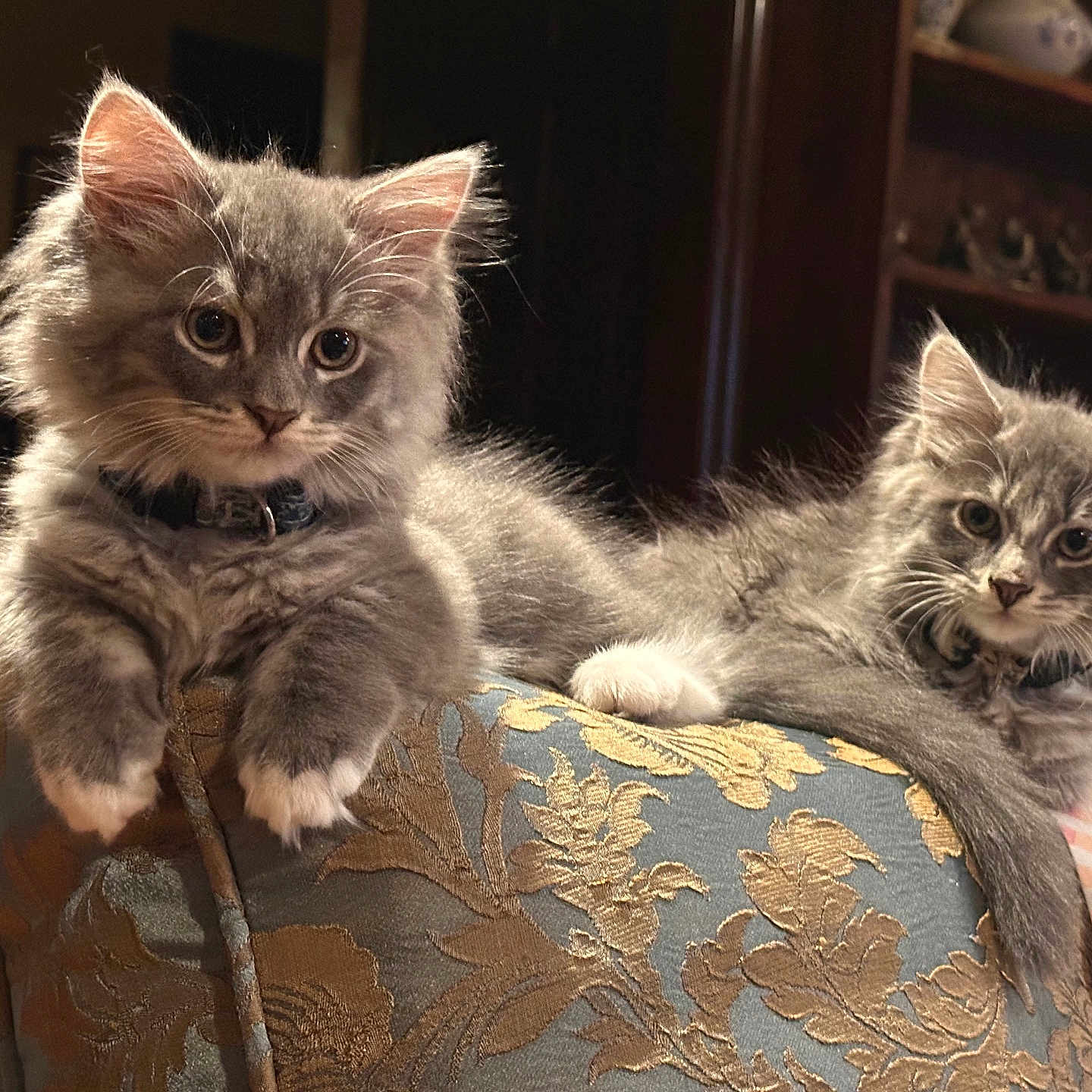 Scuba Squid is registered to the contest to win money with this photo: animal, cat, collar, couch, cozy, cute, domestic_cat, ears, face, fluffy, furniture, gray_cat, indoor, kitten, paws, pets, portrait, relaxed, whiskers, young