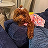 animal, blue_couch, bow, brown_dog, chair, colorful, couch, cozy, curious, cute, dog, dress, fluffy, furniture, home, indoor, living_room, pet, resting, table