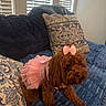 Layla Rather joined the competition — help win amazing prizes! adorable, animal, blue_blanket, brown_dog, costume, couch, cute, decorative_pillows, dog, fashion, fluffy_dog, fur, indoor, living_room, pet, pillows, pink_bow, seated, small_dog, tutu