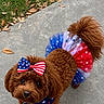 Layla Rather joined the competition — help win amazing prizes! animal, bow, brown_dog, costume, cute, dog, festive, fur, grass, happy_4th_of_july, leaves, looking_up, outdoor, pet, poodle, red_white_blue, sidewalk, small_dog, stars, tutu