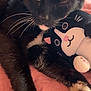 animal, black_cat, cat, close_up, companion, cozy, cute, feline, fur, indoor, paw, pet, pink_quilt, plush_toy, relaxed, resting, sleepy, soft_toy, whiskers, white_paws