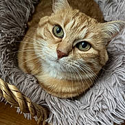 Bibi participe au concours pour gagner de l'argent avec cette photo : cat, ginger_cat, pet, animal, whiskers, green_eyes, fluffy_blanket, basket, cozy, indoor, closeup, feline, cute, fur, resting, looking_up, soft_texture, domestic_cat, relaxed, home