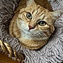 cat, ginger_cat, pet, animal, whiskers, green_eyes, fluffy_blanket, basket, cozy, indoor, closeup, feline, cute, fur, resting, looking_up, soft_texture, domestic_cat, relaxed, home