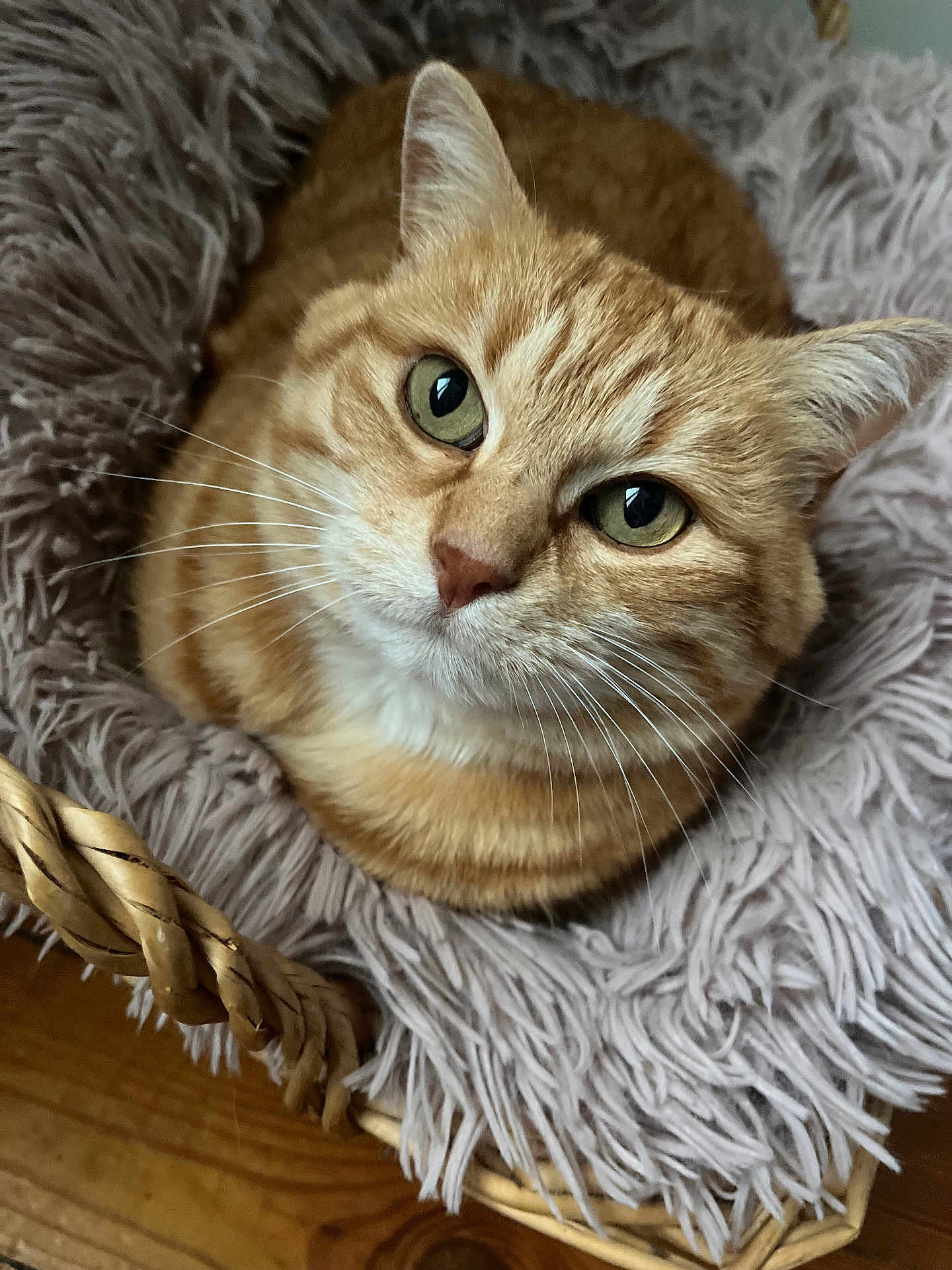 Bibi participe au concours pour gagner de l'argent avec cette photo : cat, ginger_cat, pet, animal, whiskers, green_eyes, fluffy_blanket, basket, cozy, indoor, closeup, feline, cute, fur, resting, looking_up, soft_texture, domestic_cat, relaxed, home