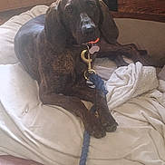 Rally joined the competition — help win amazing prizes! dog, brindle, leash, bed, blanket, indoor, pet, collar, wooden_floor, resting, animal, canine, furniture, domestic, relaxed, brown, comfort, house, companion, laying_down