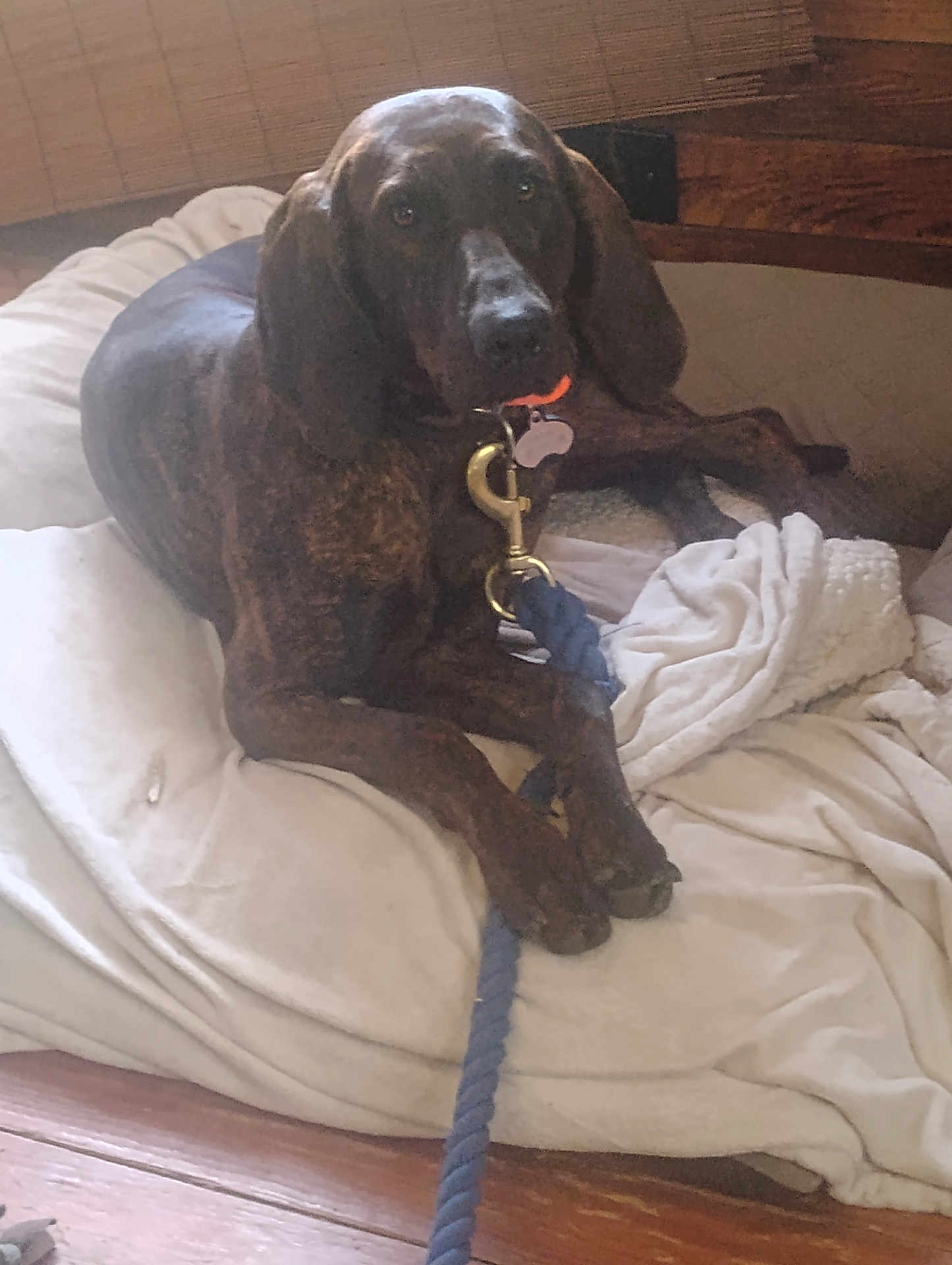 Rally joined the competition — help win amazing prizes! dog, brindle, leash, bed, blanket, indoor, pet, collar, wooden_floor, resting, animal, canine, furniture, domestic, relaxed, brown, comfort, house, companion, laying_down