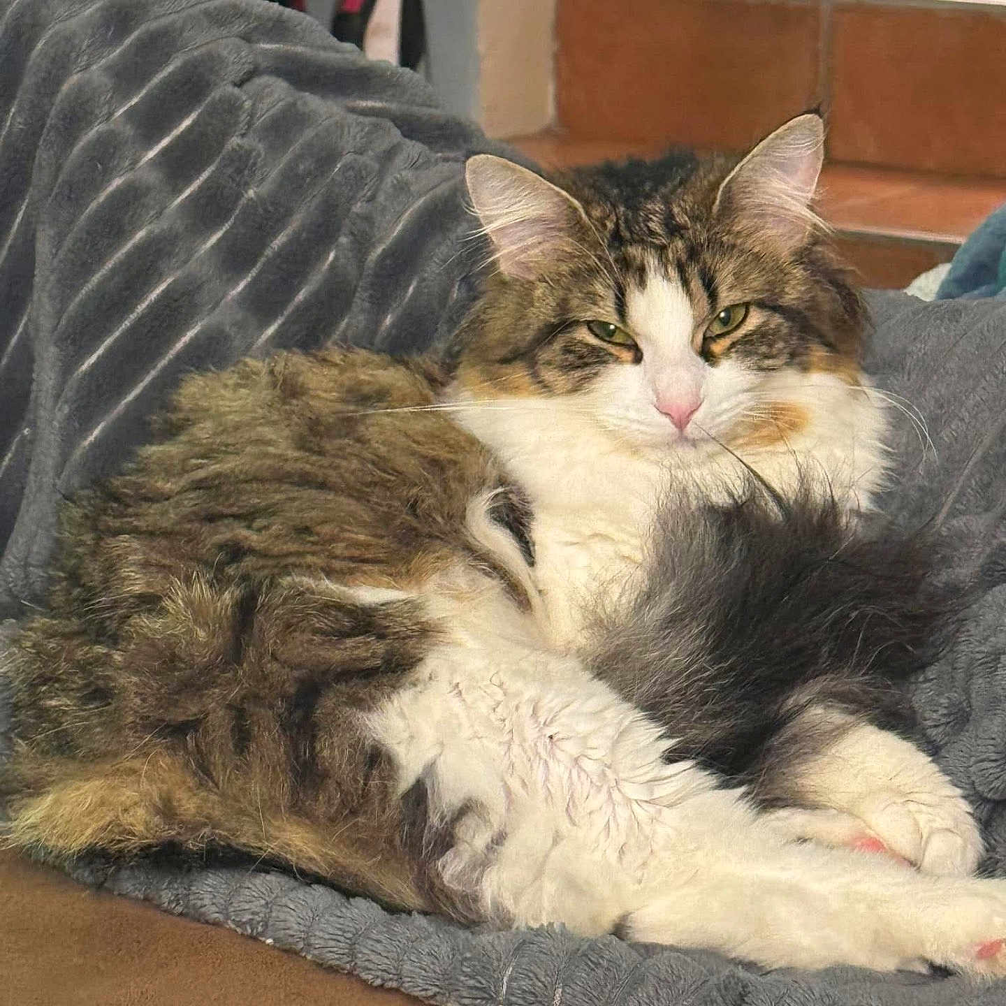 Gaïa a rejoint le concours — aidez-le/la à gagner de superbes lots ! animal, blanket, brown, cat, couch, cozy, ears, face, fluffy, fur, gray, home, indoor, paws, pet, relaxed, resting, tail, whiskers, white