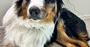 Marlo joined the competition — help win amazing prizes! dog, australian_shepherd, blue_eyes, fur, carpet, indoor, pet, animal, laying, tri_color, black, white, brown, ears, paw, nose, wall, outlet, cord, relaxed