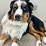 dog, australian_shepherd, blue_eyes, fur, carpet, indoor, pet, animal, laying, tri_color, black, white, brown, ears, paw, nose, wall, outlet, cord, relaxed