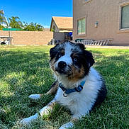 Marlo is registered to the contest to win money with this photo: puppy, dog, grass, blue_eyes, collar, outdoor, backyard, house, sunny, pet, animal, cute, fur, young_dog, nature, daylight, mammal, domestic_animal, laying_down, curious