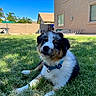 puppy, dog, grass, blue_eyes, collar, outdoor, backyard, house, sunny, pet, animal, cute, fur, young_dog, nature, daylight, mammal, domestic_animal, laying_down, curious