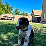 Marlo joined the competition — help win amazing prizes! puppy, dog, grass, backyard, sunny, blue_sky, trampoline, house, pet, collar, playful, tongue_out, outdoor, young_dog, fence, shadow, greenery, nature, daylight, cute