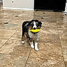 Marlo joined the competition — help win amazing prizes! puppy, dog, toy, yellow_toy, indoor, floor, tile_floor, tricolor, black_white_brown, pet, young_dog, playful, curious, standing, domestic, living_room, television, shoes, collar, cute