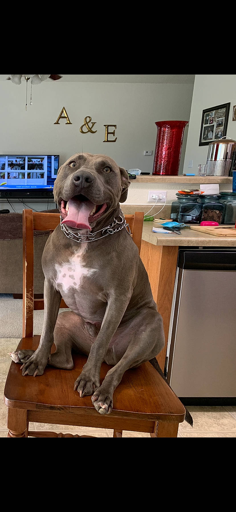 Rolly D joined the competition — help win amazing prizes! canidae, carnivore, collar, companion_dog, dog, dog_breed, dog_collar, door_mat, fawn, flooring, fur, gun_dog, liver, pet_supply, picture_frame, snout, sporting_group, table, whiskers, working_animal