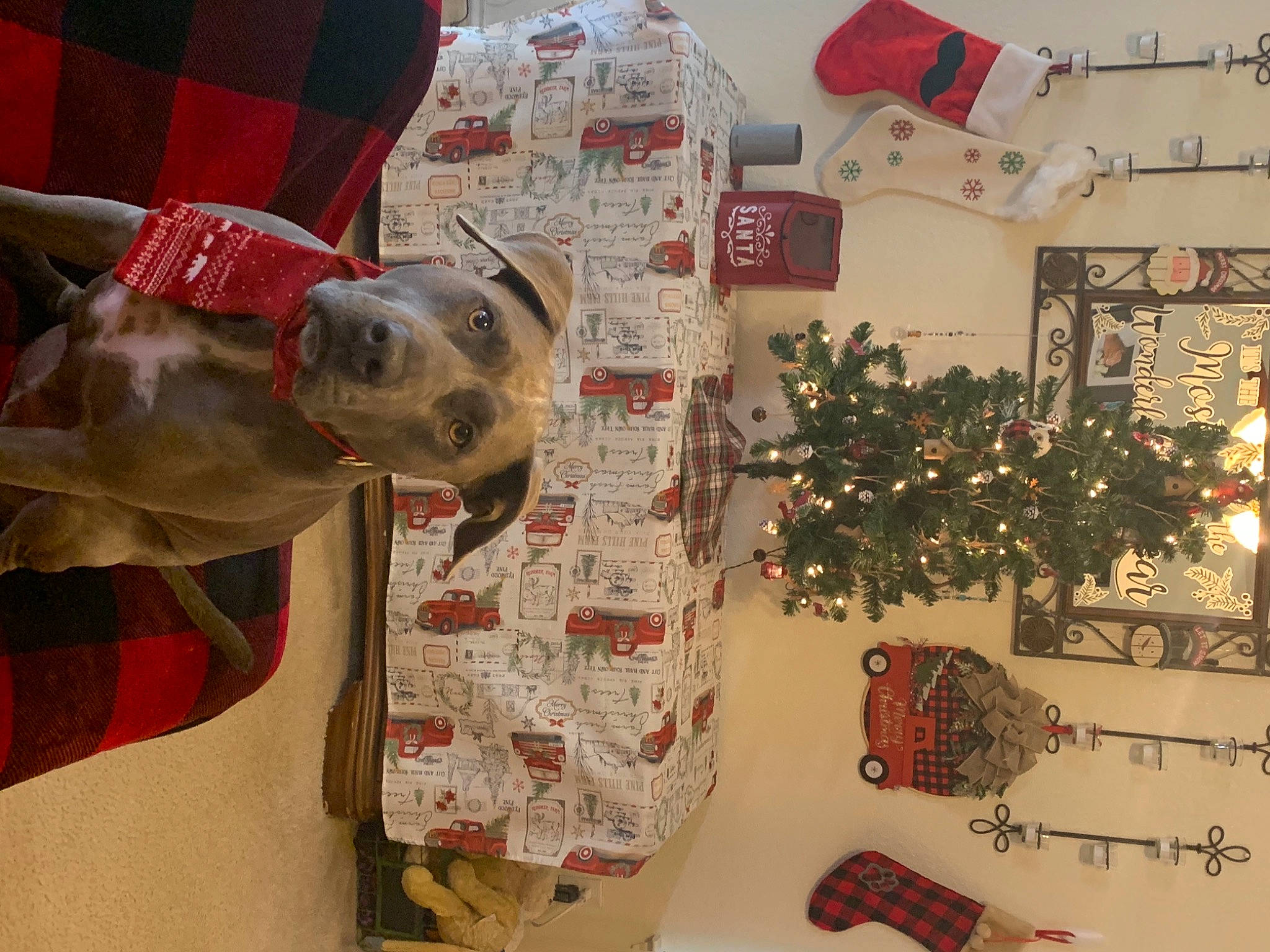 Rolly D joined the competition — help win amazing prizes! art, christmas, christmas_decoration, christmas_eve, christmas_ornament, christmas_tree, dog, dog_breed, event, holiday, holiday_ornament, interior_design, ornament, pattern, plant, red, room, tree, wood, working_animal