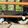 Salem is registered to the contest to win money with this photo: cat, tuxedo_cat, black_and_white, pet, animal, relaxing, outdoor, wooden_deck, chair, paw, furniture, greenery, resting, cute, whiskers, closeup, nature, daylight, domestic_cat, lazy