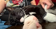 Salem joined the competition — help win amazing prizes! animal, black_and_white_cat, casual_clothing, cat, close_up, cozy, feline, human_hand, indoor, paw, person, pet, red_couch, relaxation, resting, sleeping_cat, stretching_paw, t_shirt, whiskers, wooden_surface