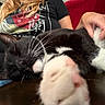 Salem joined the competition — help win amazing prizes! cat, black_and_white_cat, sleeping_cat, paw, close_up, pet, human_hand, person, t_shirt, red_couch, wooden_surface, indoor, relaxation, whiskers, feline, animal, cozy, resting, stretching_paw, casual_clothing