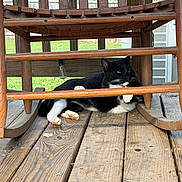 Salem joined the competition — help win amazing prizes! cat, tuxedo_cat, wooden_rocking_chair, wooden_deck, outdoor, pet, relaxed, animal, feline, black_and_white, paw, whiskers, ears, fence, grass, sunlight, home, resting, quiet, nature
