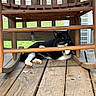 cat, tuxedo_cat, wooden_rocking_chair, wooden_deck, outdoor, pet, relaxed, animal, feline, black_and_white, paw, whiskers, ears, fence, grass, sunlight, home, resting, quiet, nature