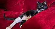 Salem is registered to the contest to win money with this photo: cat, black_and_white_cat, couch, red_couch, indoor, relaxed, pet, feline, animal, window, living_room, plush, velvet, resting, cozy, domestic, whiskers, tail, paw, sunlight