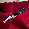 cat, black_and_white_cat, couch, red_couch, indoor, relaxed, pet, feline, animal, window, living_room, plush, velvet, resting, cozy, domestic, whiskers, tail, paw, sunlight