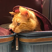 Pitchou a rejoint le concours — aidez-le/la à gagner de superbes lots ! animal, background, cat, closeup, cozy, curious, domestic, ears, fabric, feline, fur, indoor, orange_cat, pet, resting, soft_light, suitcase, travel, whiskers, zipper