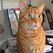 Tanga is registered to the contest to win money with this photo: alert, animal, cat, closeup, clutter, curious, desk, eyes, feline, ginger_cat, home, indoor, lamp, orange_fur, papers, pet, portrait, sitting, tabby, whiskers