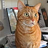 alert, animal, cat, closeup, clutter, curious, desk, eyes, feline, ginger_cat, home, indoor, lamp, orange_fur, papers, pet, portrait, sitting, tabby, whiskers