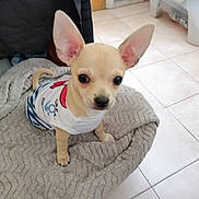 Sushi a rejoint le concours — aidez-le/la à gagner de superbes lots ! adorable, animal, blanket, chihuahua, companion, curious, cute, dog, ears, floor, household, indoor, looking, pet, puppy, sitting, small_dog, tile, white_shirt, young_dog