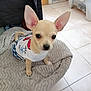 adorable, animal, blanket, chihuahua, companion, curious, cute, dog, ears, floor, household, indoor, looking, pet, puppy, sitting, small_dog, tile, white_shirt, young_dog