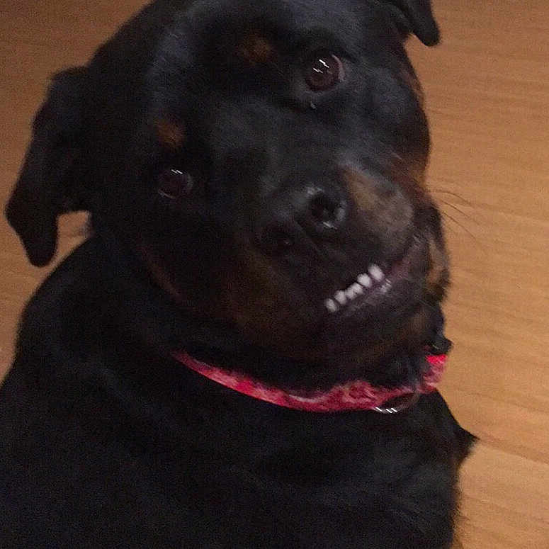 Zora joined the competition — help win amazing prizes! beagador, borador, canidae, carnivore, companion_dog, dog, dog_breed, labrador_retriever, mammal, patterdale_terrier, puppy, rare_breed_dog, retriever, rottweiler, snout, sporting_group, vertebrate