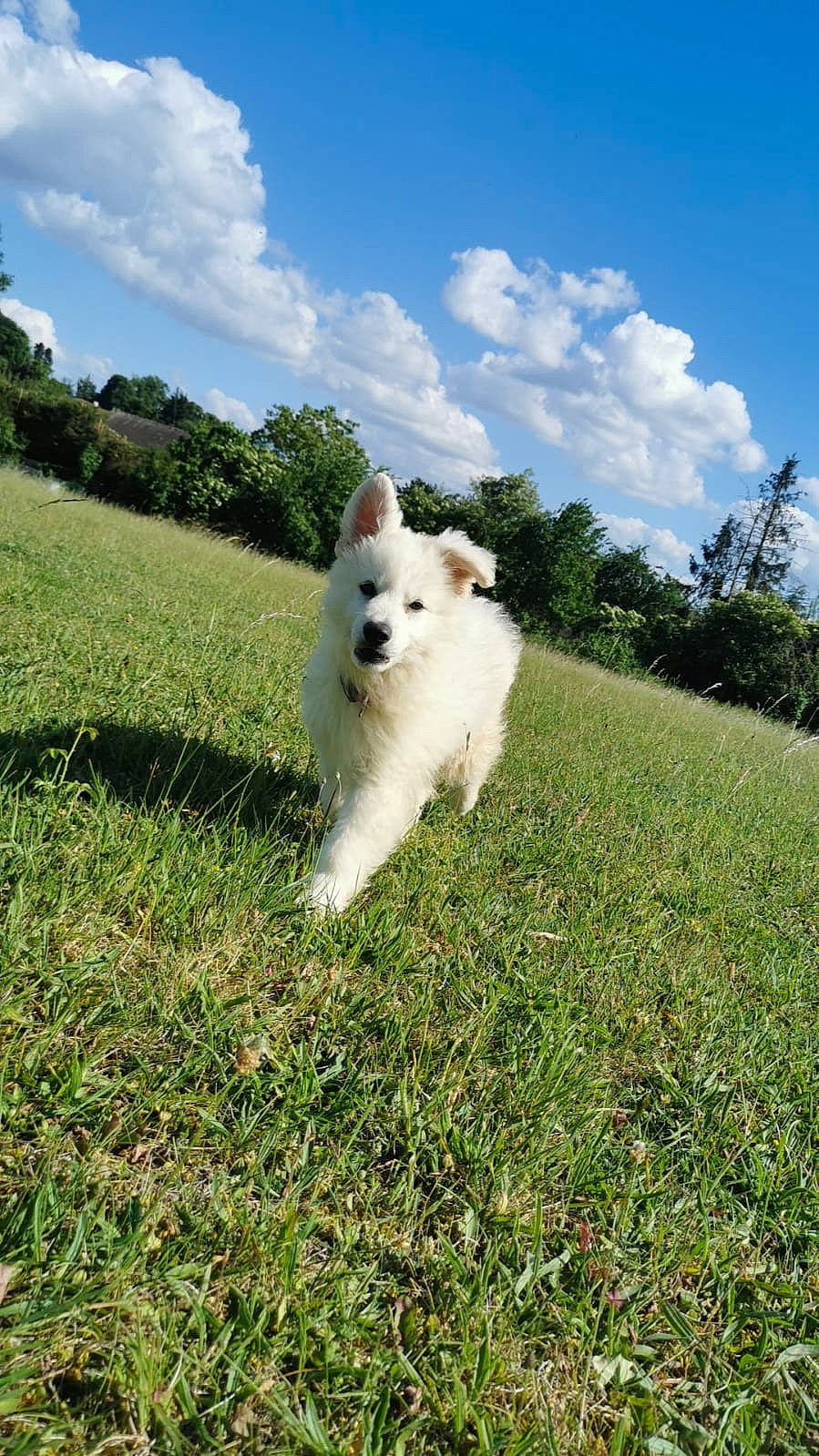 Jin participe au concours pour gagner de l'argent avec cette photo : canidae, carnivore, cloud, companion_dog, cumulus, dog, dog_breed, field, grass, grassland, indian_spitz, landscape, pasture, plant, sky, sporting_group, tail, tree, volpino_italiano, working_animal