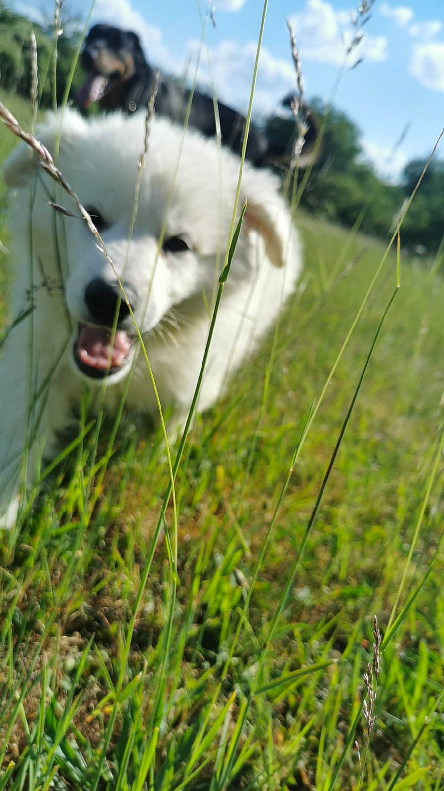 Jin participe au concours pour gagner de l'argent avec cette photo : carnivore, collar, dog_breed, fang, felidae, fence, grass, grass_family, grassland, nature, pasture, plant, sky, small_to_medium_sized_cats, snout, sporting_group, terrestrial_animal, whiskers, wire_fencing, working_animal