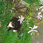 Minette a rejoint le concours — aidez-le/la à gagner de superbes lots ! christmas_ornament, flower, grass, plant, wildflower