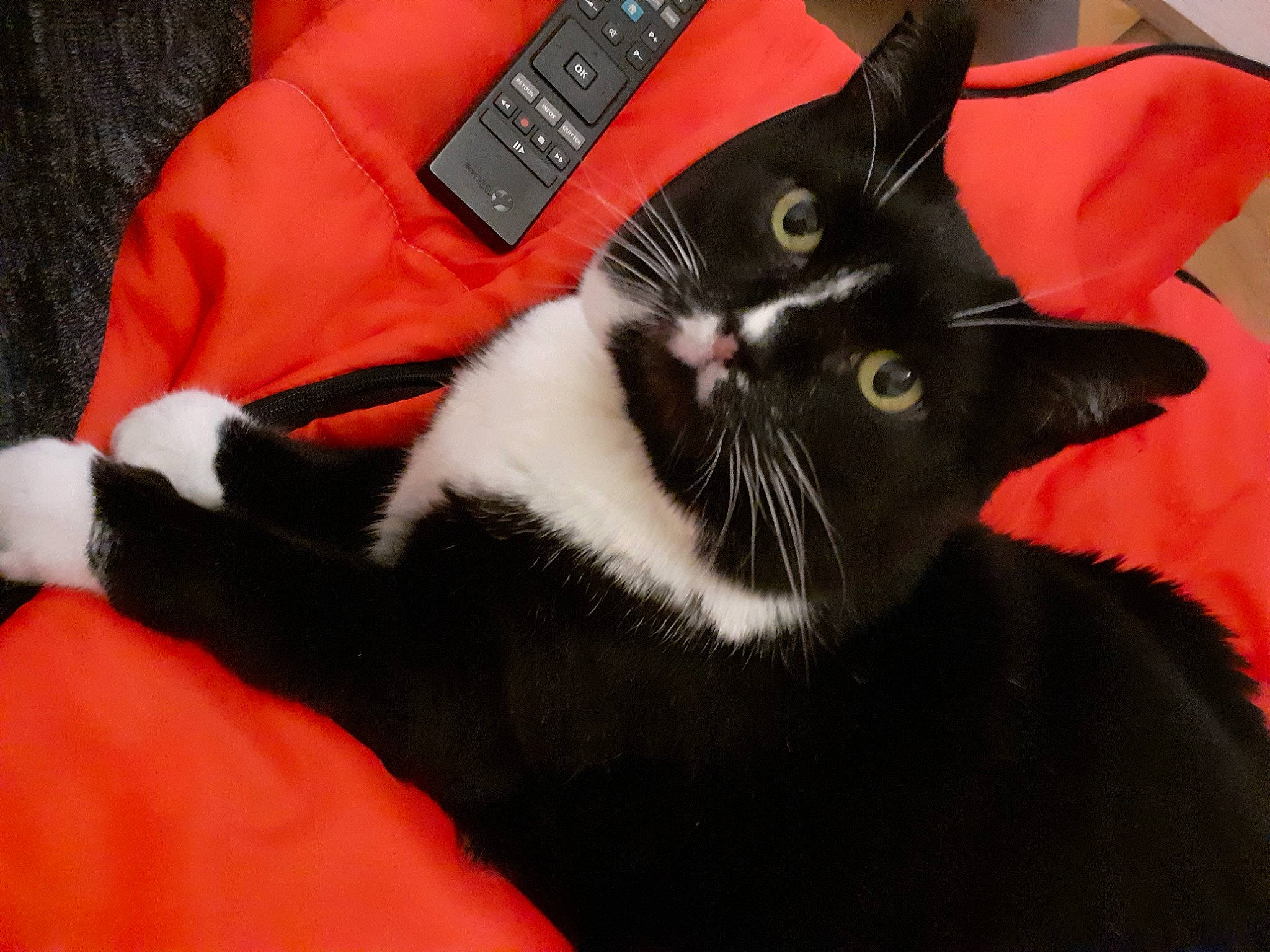 Minette a rejoint le concours — aidez-le/la à gagner de superbes lots ! asian, black_cat, carnivore, cat, claw, felidae, small_to_medium_sized_cats, snout, whiskers