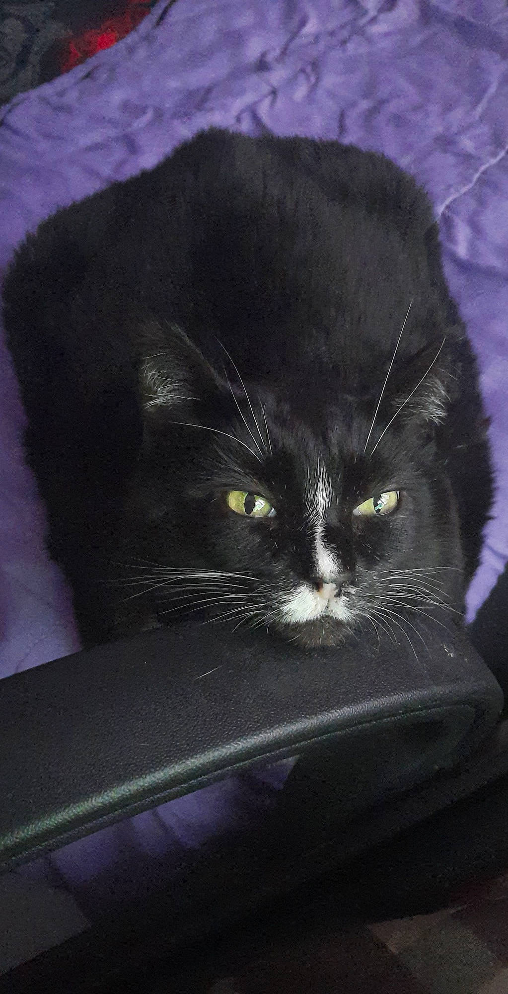 Minette participe au concours pour gagner de l'argent avec cette photo : black, black_cat, carnivore, cat, domestic_long_haired_cat, domestic_short_haired_cat, felidae, fur, small_to_medium_sized_cats, whiskers