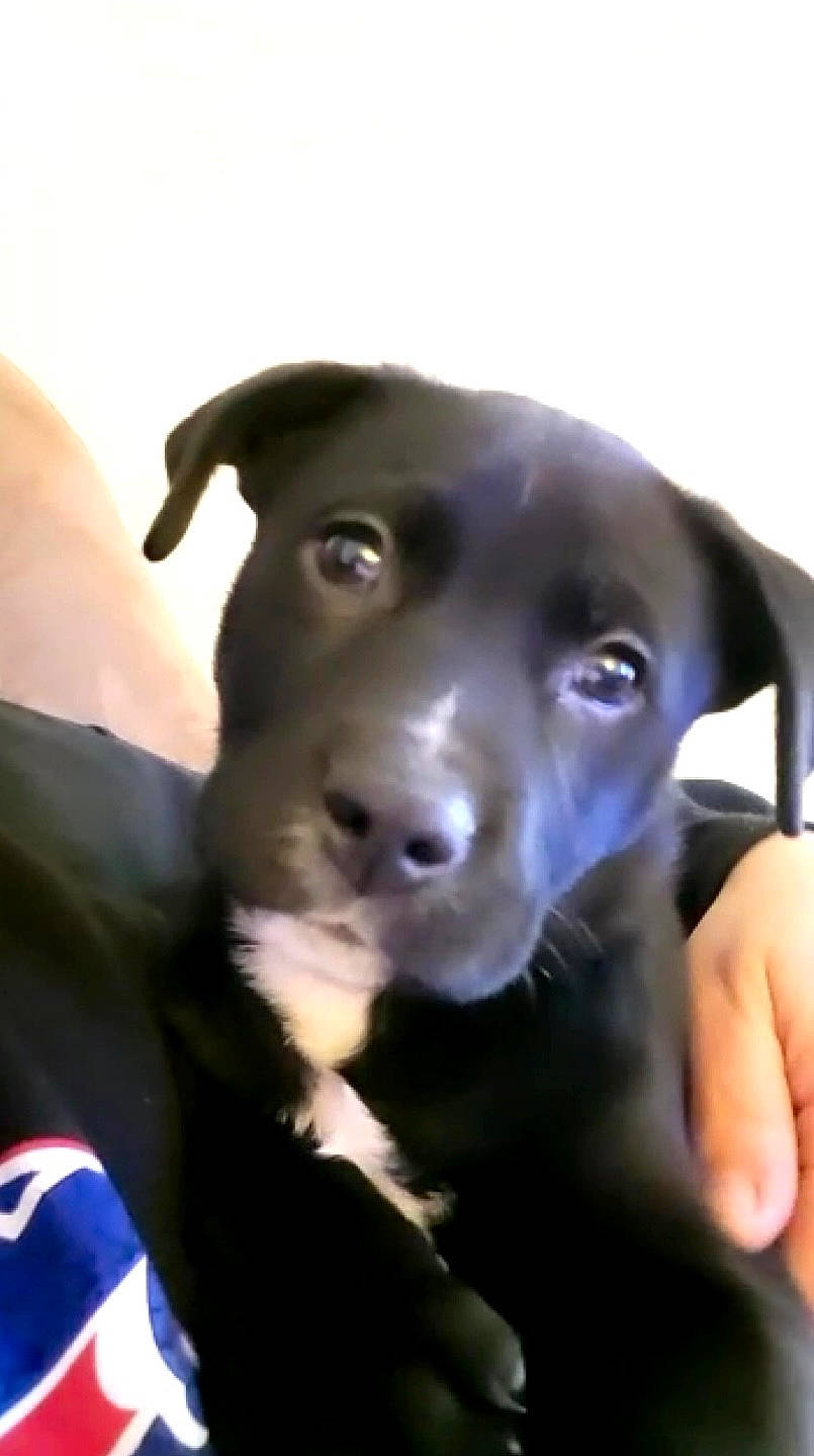 Nala And Beasley is registered to the contest to win money with this photo: borador, canidae, carnivore, companion_dog, dog, dog_breed, dog_collar, ear, electric_blue, fur, gesture, guard_dog, jaw, non_sporting_group, snout, sporting_group, thumb, whiskers, working_animal, working_dog