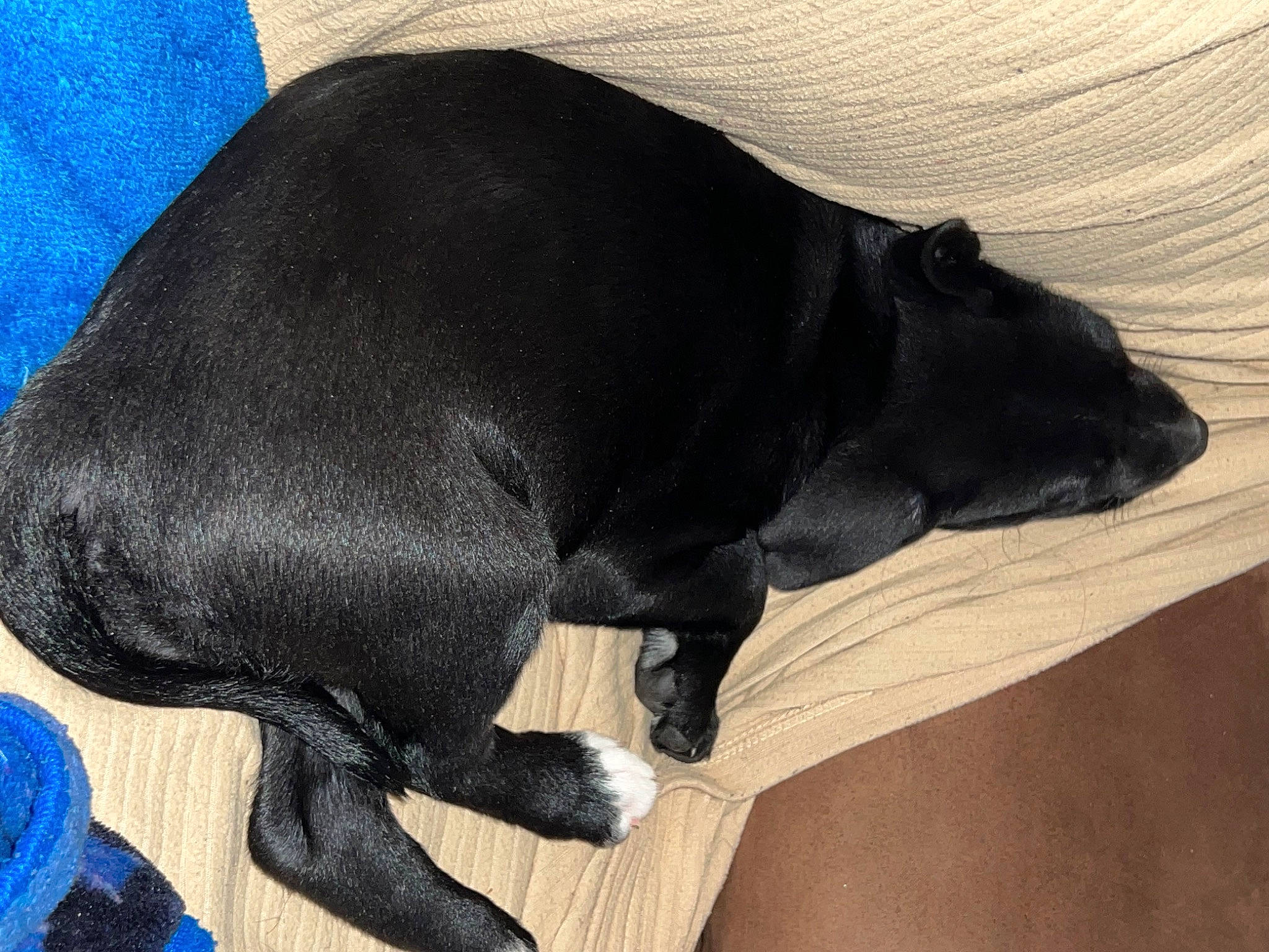 Nala And Beasley joined the competition — help win amazing prizes! borador, carnivore, comfort, companion_dog, dog, dog_breed, electric_blue, flooring, fur, guard_dog, hardwood, liver, mammal, non_sporting_group, snout, sporting_group, tail, terrestrial_animal, wood, working_animal