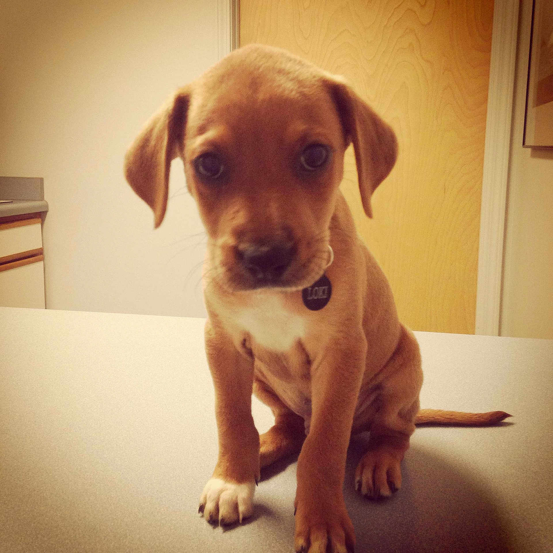 Loki