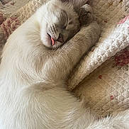 Shark joined the competition — help win amazing prizes! cat, sleeping, tongue_out, white_fur, quilt, floral_pattern, cozy, pet, cute, fur, resting, indoor, closeup, animal, whiskers, relaxed, paw, nap, soft_texture, adorable