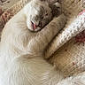 cat, sleeping, tongue_out, white_fur, quilt, floral_pattern, cozy, pet, cute, fur, resting, indoor, closeup, animal, whiskers, relaxed, paw, nap, soft_texture, adorable