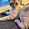 Shark joined the competition — help win amazing prizes! cat, indoor, relaxed, curious, glass_door, mat, wooden_floor, light, fur, animal, pet, resting, ears, whiskers, closeup, domestic_cat, side_view, quiet, cozy, home