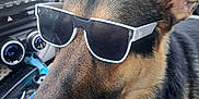 Rip joined the competition — help win amazing prizes! dog, german_shepherd, sunglasses, pet, animal, car_interior, dashboard, close_up, canine, accessory, seat, window, ear, fur, nose, black, tan, cool, road_trip, vehicle
