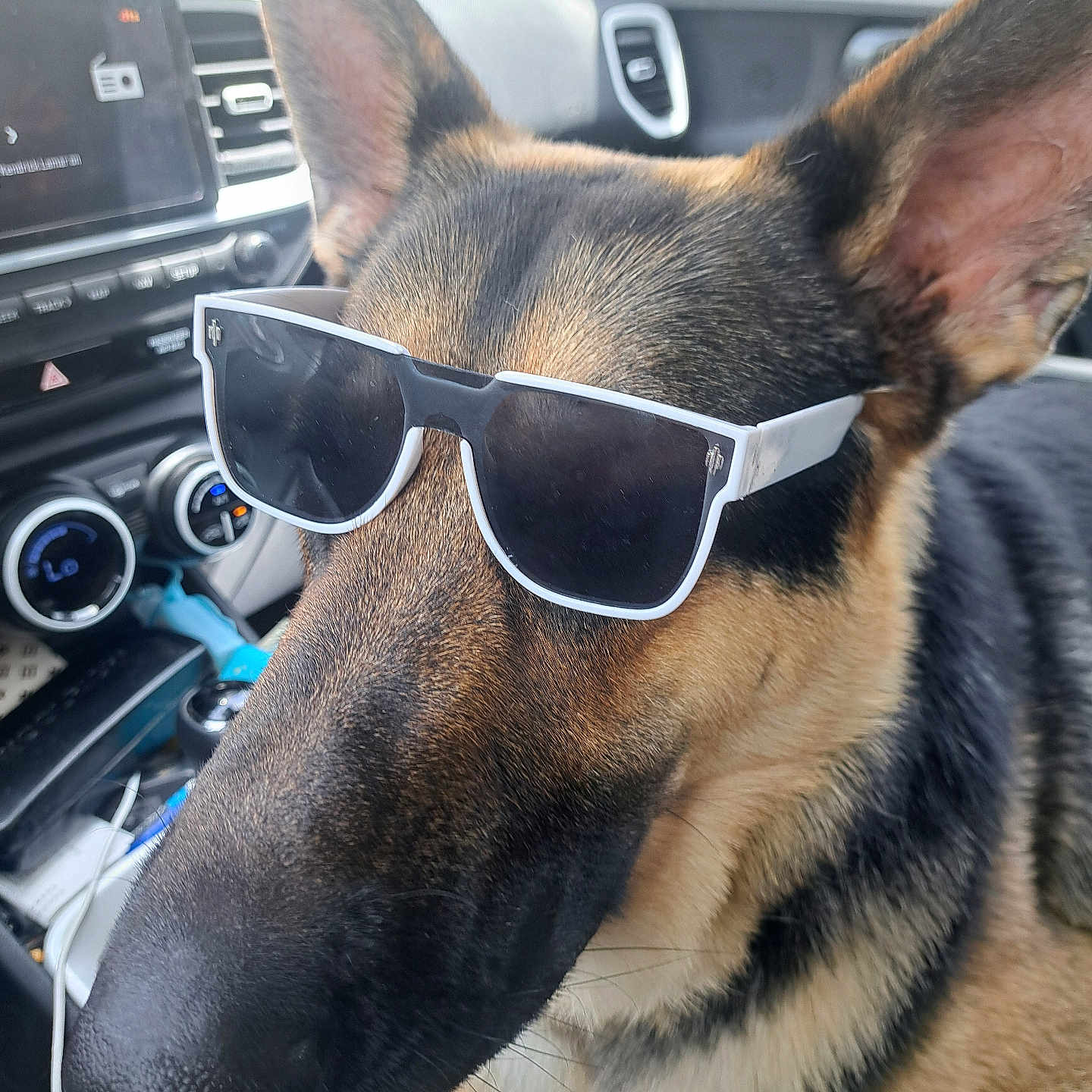 Rip joined the competition — help win amazing prizes! accessory, animal, black, canine, car_interior, close_up, cool, dashboard, dog, ear, fur, german_shepherd, nose, pet, road_trip, seat, sunglasses, tan, vehicle, window