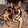 Rip joined the competition — help win amazing prizes! dog, german_shepherd, indoor, leash, chain, tongue_out, lying_down, rug, patterned_rug, wicker_chair, crate, pet, animal, paw, floor, blurred_face, happy, canine, furniture, home