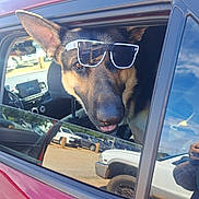 Rip joined the competition — help win amazing prizes! dog, german_shepherd, sunglasses, car, window, parking_lot, outdoor, animal, pet, tongue_out, sunny, reflection, vehicle, seat, head, cool, casual, daytime, leisure, funny