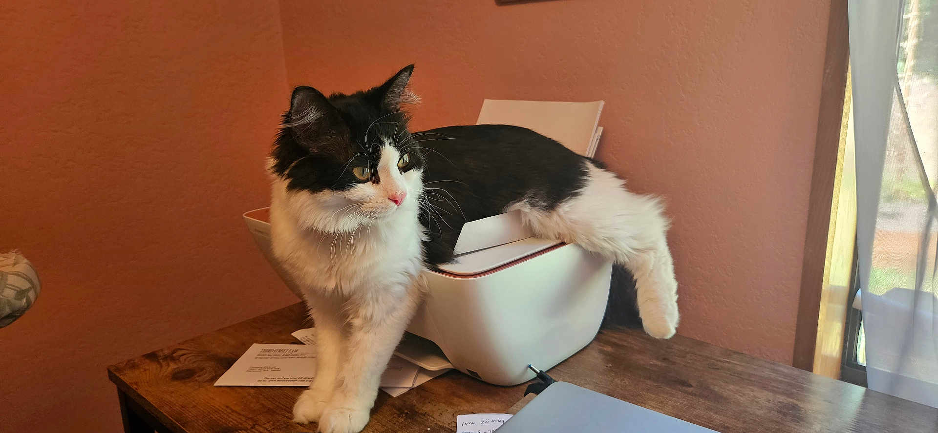 Cruela joined the competition — help win amazing prizes! cat, black_and_white, fluffy, printer, wooden_desk, papers, window, curtain, indoor, relaxed, pet, animal, feline, stretching, light, daylight, home, cozy, office, technology